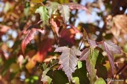 Acer ginnala — photo 2